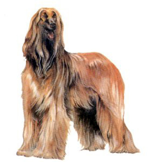 large hound