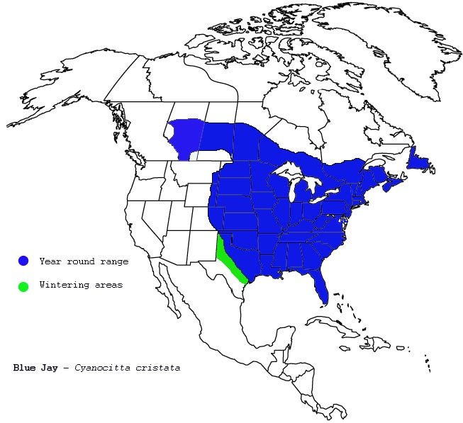 map of blue jay territory range in the USA