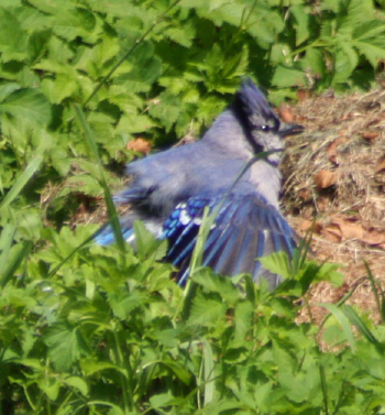 Blue Jays reside over a very large area of the eastern side of North America