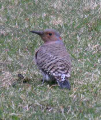 common flicker hunting for ants