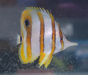 Copperbanded butterflyfish can be difficult to keep