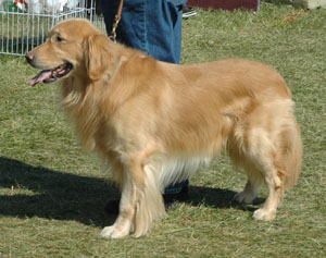 The golden retriever is currently the second most popular breed in the USA