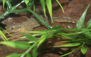 House Geckos are hardy, inexpensive small lizards