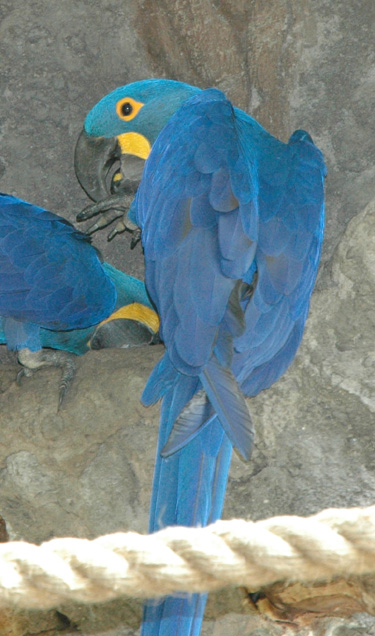 Hyacinth macaws