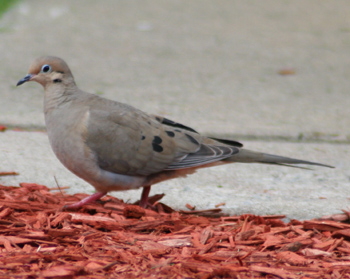 Mourning Doves are light gray and brownish and generally muted in color