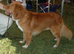  The Nova Scotia Duck Tolling Retriever is the smallest of the retrievers