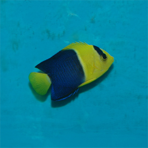 bicolored angelfish are omnivores
