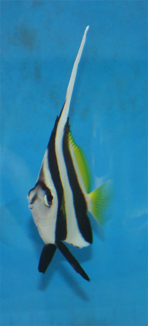 The Black and White Heniochus or Bannerfish is generally easy to keep