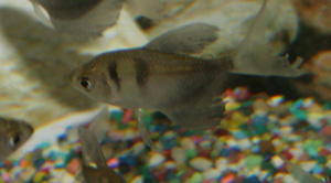 Black tetra in general can be kept with most other species