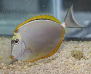 naso fish