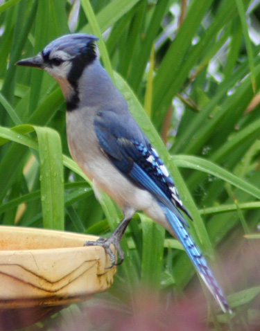 Blue Jay can reside over a very large area of the eastern side of North America