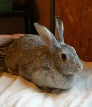 chinchilla rabbit breed