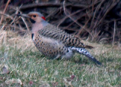 common flicker is in the woodpecker family