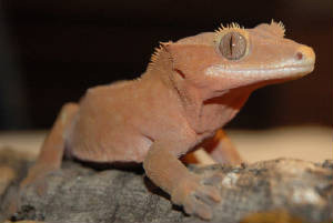 The Crested Gecko is native to New Caledonia