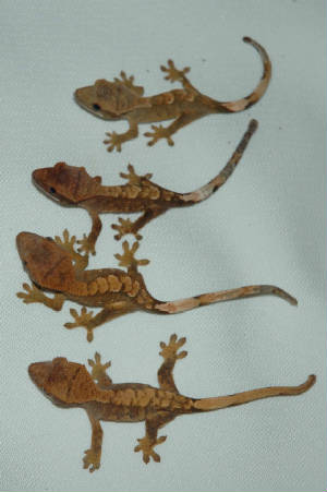 Crested Geckos is that they do not need to be fed live insects
