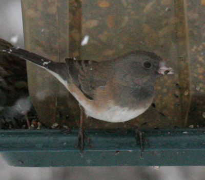 the Dark-eyed Junco is a widespread and common small sparrow, 