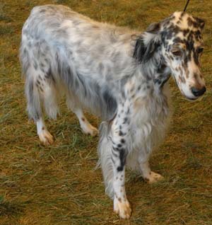 english setters are an excellent all around upland bird dog