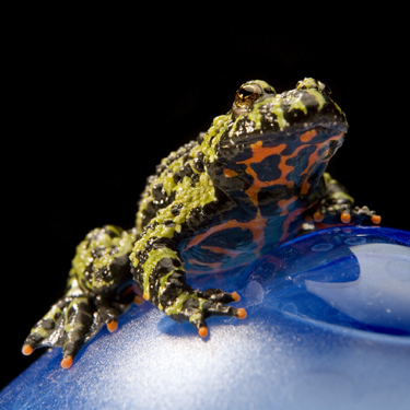 Fire-bellied toads will eat almost anything that will fit in their mouths.