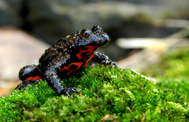 Fire-Bellied toads are noted for their bright green and black coloration on their backs,