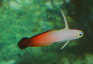 The firefish is reef compatible