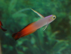 The firefish is a passive fish
