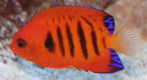 The flame angelfish comes from the Western-South and Central-Pacific ocean