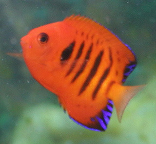 Flame angelfish in general can be kept with small non-aggressive fish