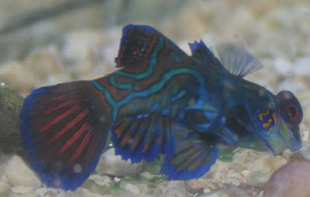 The green mandarinfish as picture shows is quite a colorful fish