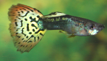 Guppies are the standard along with bettas and goldfish.