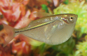 The common hatchetfish has a convex body.