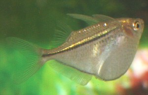 The Hatchetfish comes from Amazonia.