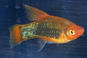 Platy in general can be kept with most other species
