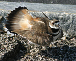 Killdeer - Charadrius vociferus