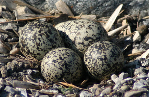 killdeer eggs