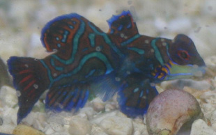 The green mandarinfish comes from the West-Pacific ocean region