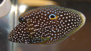 The marine betta comes from the Indo-Pacific ocean region