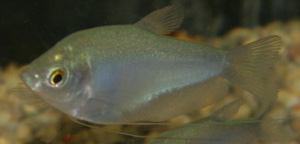 The maximum length of a moonlight gourami is 6.0 inches