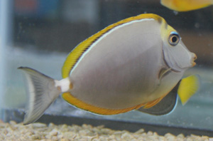 The blonde naso tang comes from the Red Sea and Indian Ocean areas.