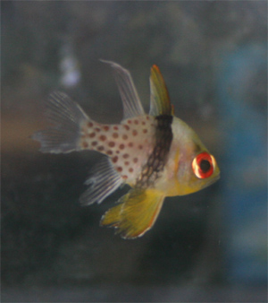 pajama cardinalfish are relatively peaceful and live in shoals