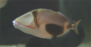 Picasso - also called Humuhumu - triggerfish come from the Indo-Pacific ocean region