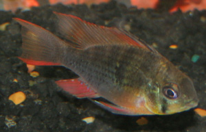 The ram cichlid comes from Venezuela and Columbia.