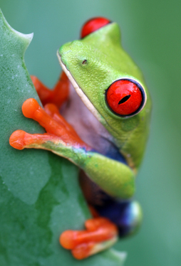 Red eyed tree frog
