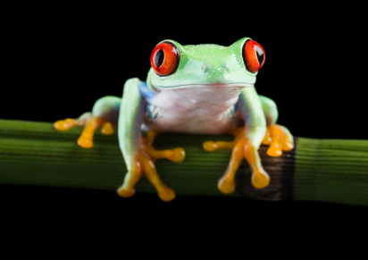 Red Eyed Tree Frogs are an arboreal species