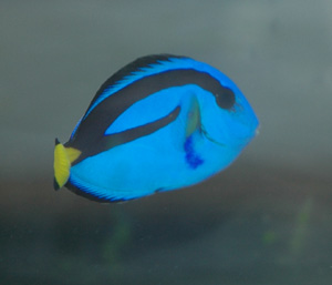 Blue hippo tangs grow to about 12 inches