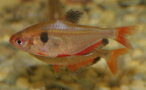 Serpae tetra in general can be kept with most other species 