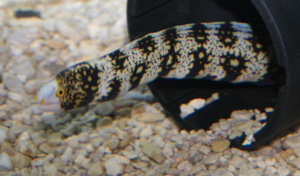 snowflake moray is and easy fish to maintain