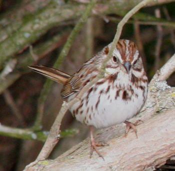 Song sparrow diets consist of seeds, fruits, and insects.