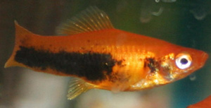 Female swordtails lack the sword on their caudal fin