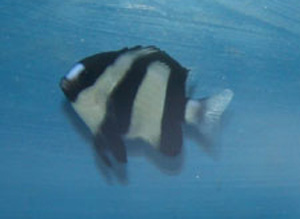 three striped damsel can become aggressive little fish