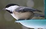 During the fall migration and winter, chickadees often flock together.